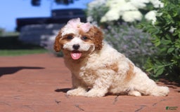 Cavapoo dogs for sale: Ellie - Image 4