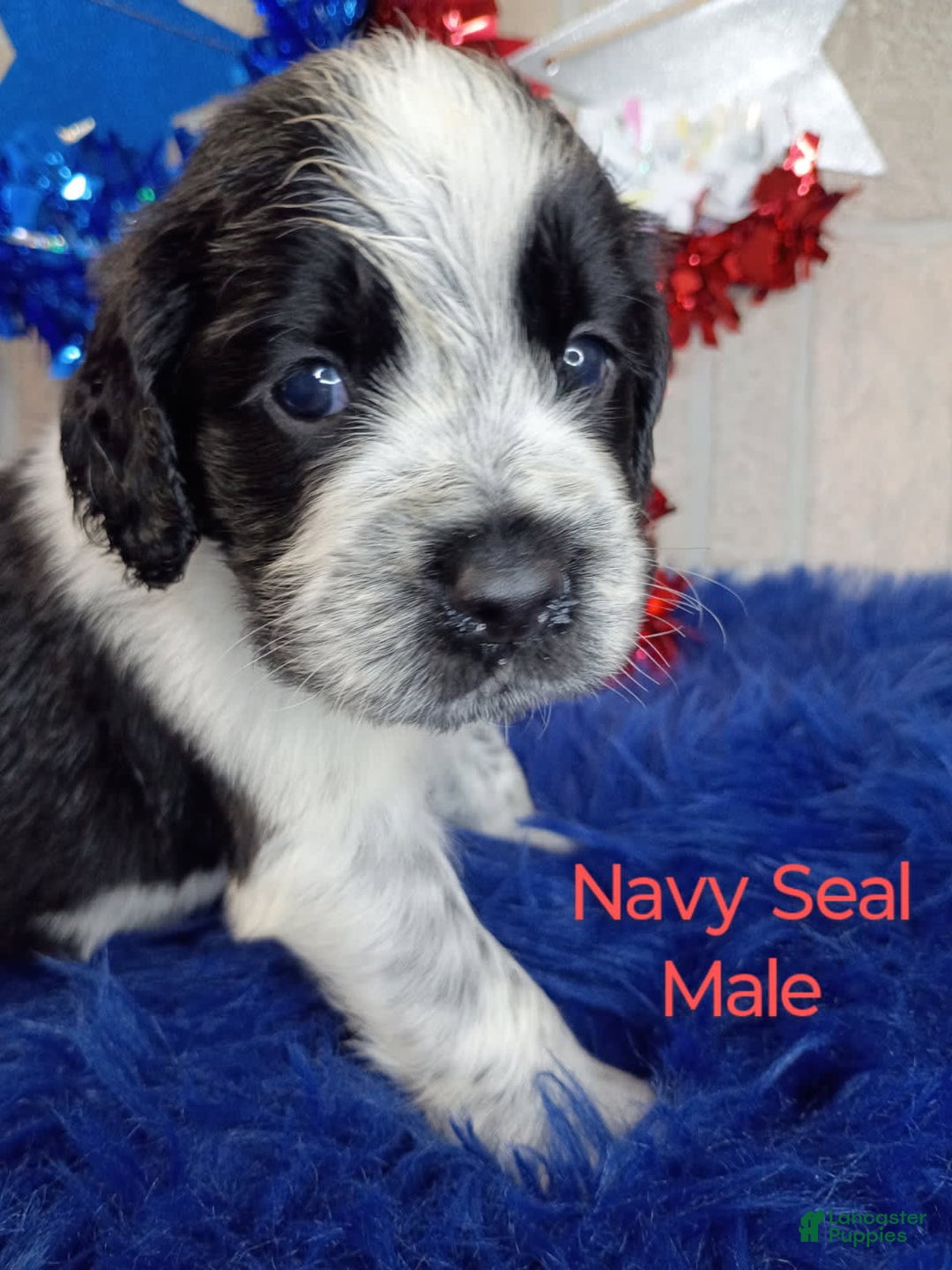English Springer Spaniel dogs for sale: Navy Seal - Image 1