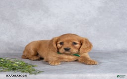 Miniature Golden Retriever dogs for sale: Ashton - Image 3