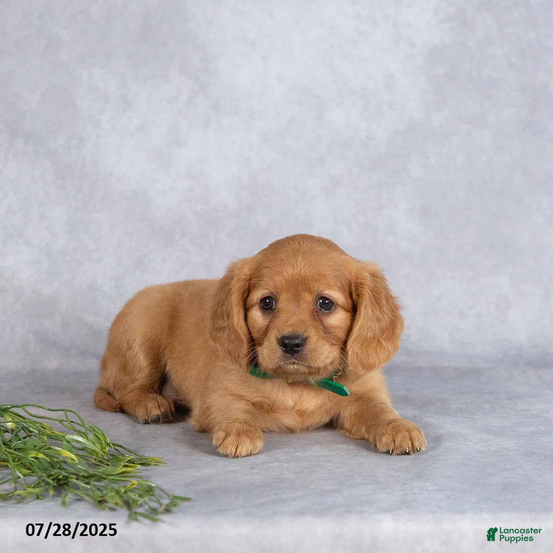 Miniature Golden Retriever dogs for sale: Ashton - Image 3