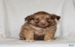 Australian Shepherd dogs for sale: Sandra - Image 4