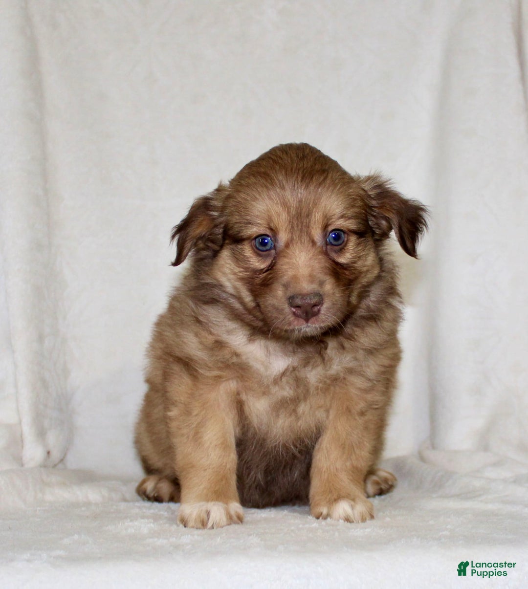 Australian Shepherd dogs for sale: Sandra - Image 4