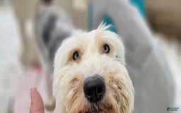 Old English Sheepdog dogs for sale: Potato - Image 8