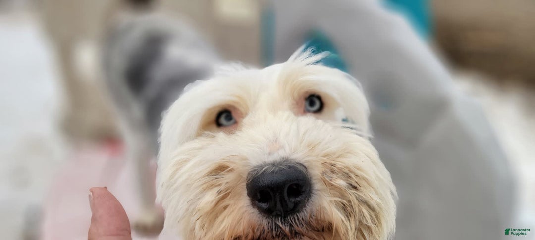 Old English Sheepdog dogs for sale: Potato - Image 8