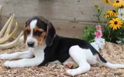 Beagle dogs for sale: Lilly - Image 4