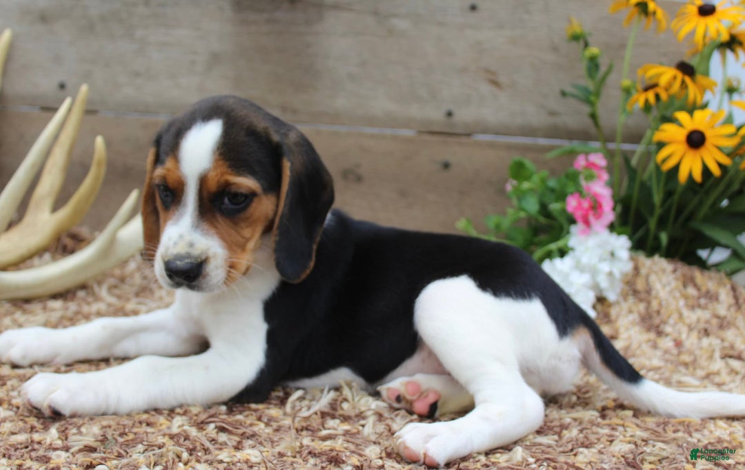 Beagle dogs for sale: Lilly - Image 4