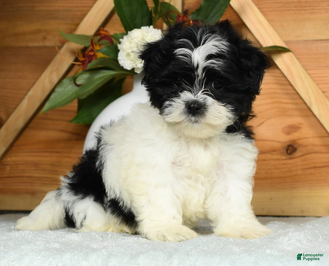 Teddy Bear dogs for sale: Scarlett - Image 1