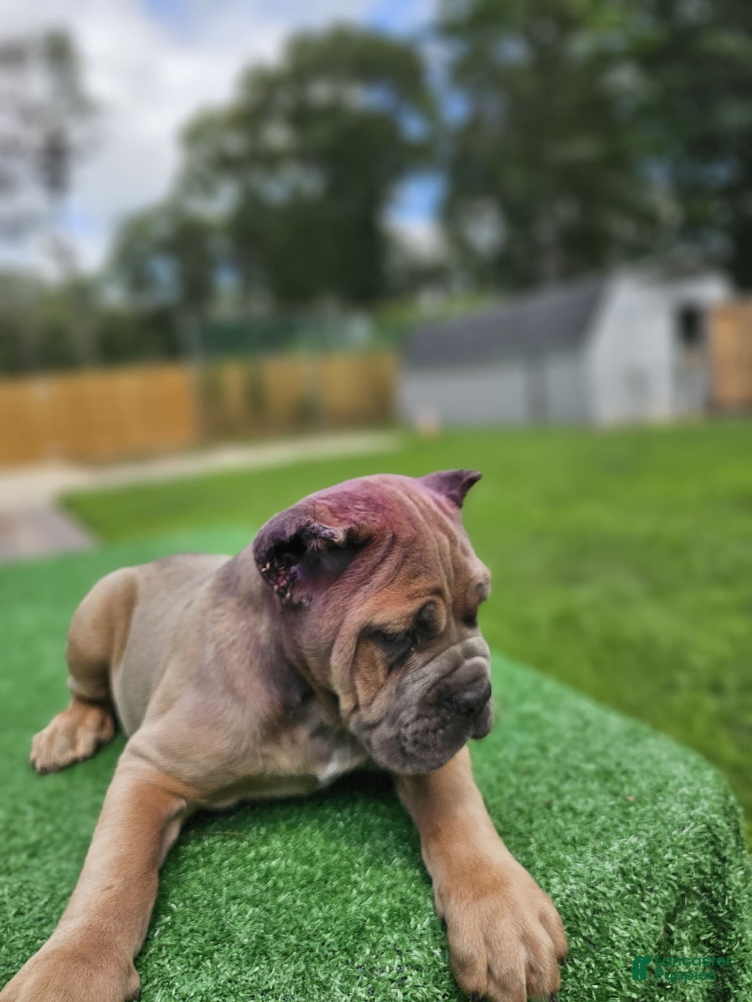 Cane Corso dogs for sale: Moca - Image 3