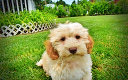 Havapoo dogs for sale: Reggie - Image 6