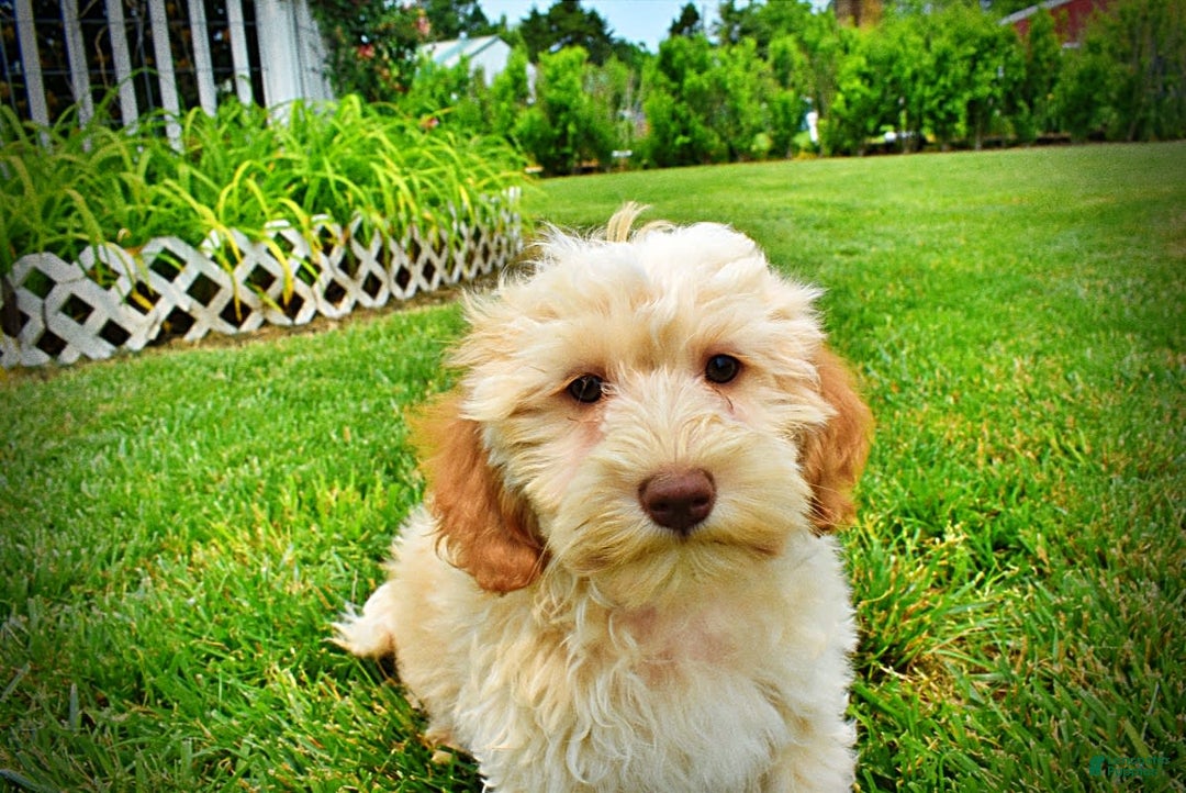 Havapoo dogs for sale: Reggie - Image 6