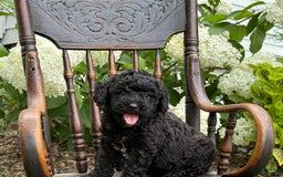 Goldendoodle dogs for sale: Babbles - Image 2