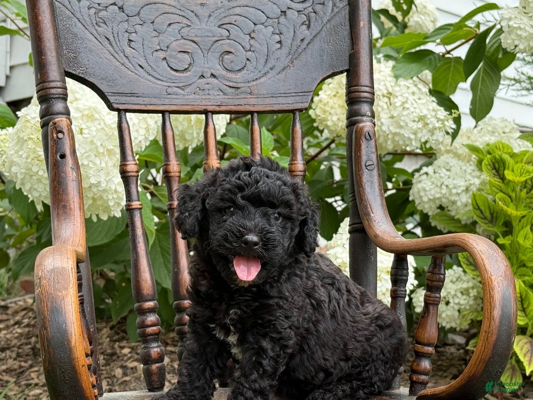 Goldendoodle dogs for sale: Babbles - Image 2