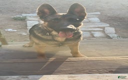 German Shepherd dogs for sale: Luna - Image 7