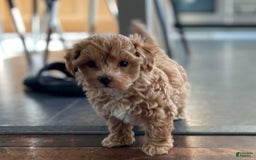 Maltipoo dogs for sale: Gracie - Image 2