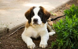 Saint Bernard dogs for sale: Madison - Image 5