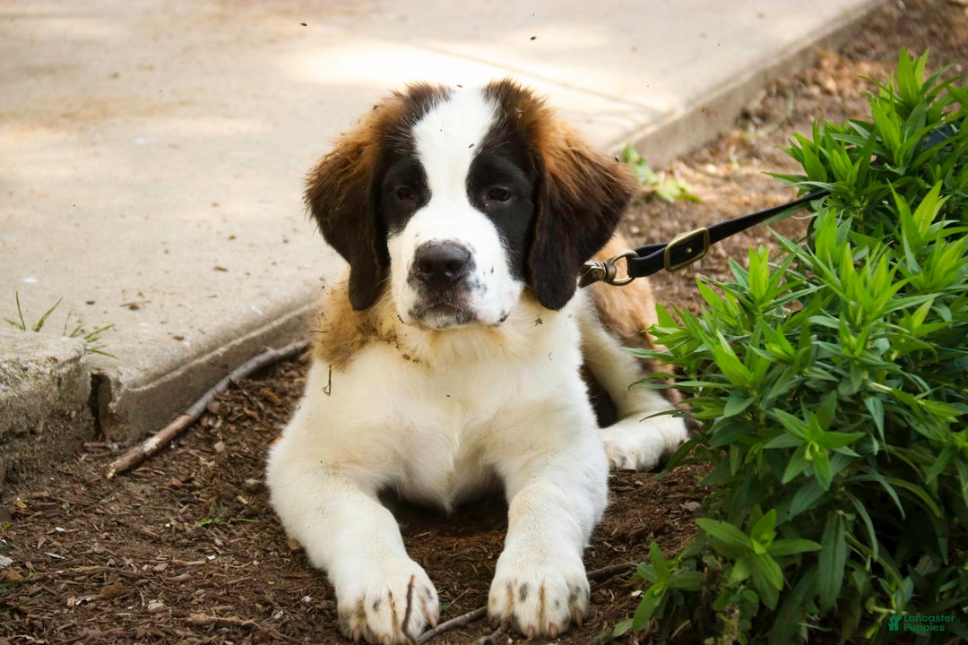 Saint Bernard dogs for sale: Madison - Image 5