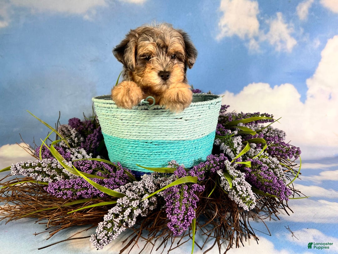 Maltipoo dogs for sale: Rugger - Image 3