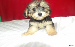 Teddy Bear dogs for sale: army - Image 2