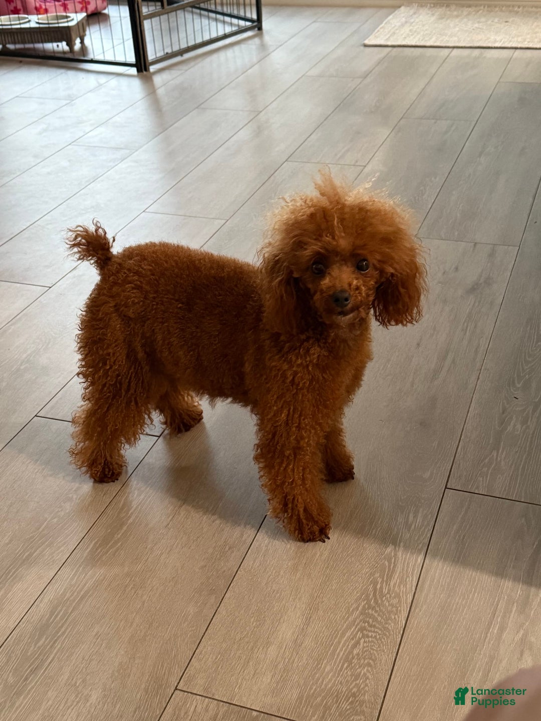 Toy Poodle dogs for sale: Dulce - Image 5