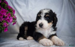 Bernedoodle dogs for sale: Joker - Image 5