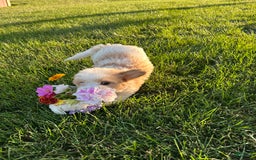Cavachon dogs for sale: Diego - Image 6