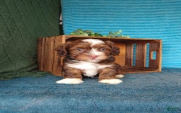 Havanese dogs for sale: Stormy - Image 6