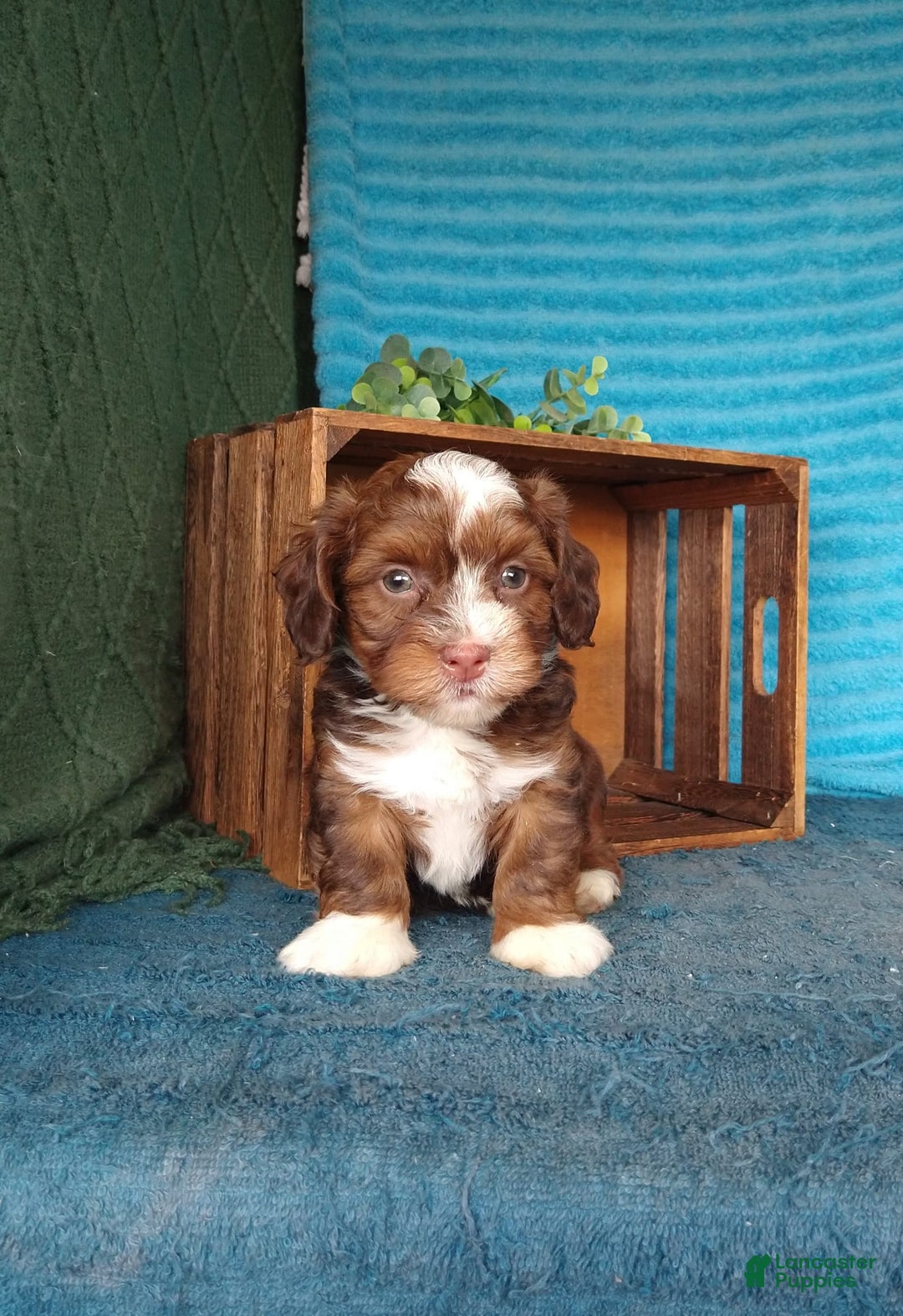 Havanese dogs for sale: Stormy - Image 6