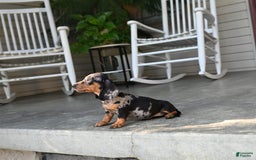 Miniature Dachshund dogs for sale: Shela - Image 7
