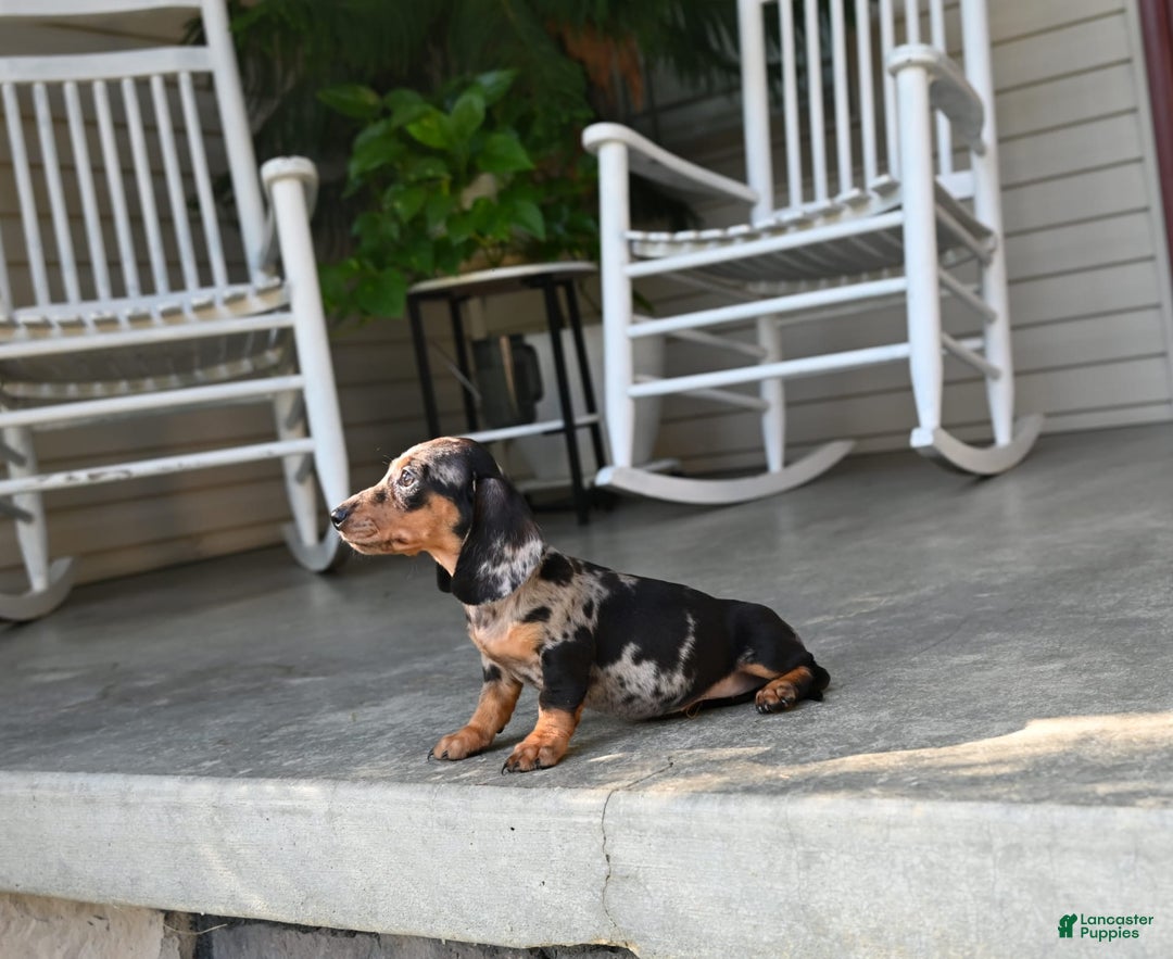 Miniature Dachshund dogs for sale: Shela - Image 7