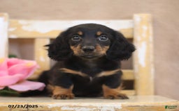 Miniature Dachshund dogs for sale: Kami - Image 5
