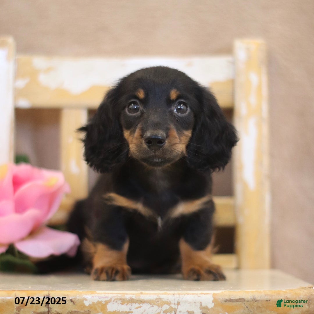 Miniature Dachshund dogs for sale: Kami - Image 5