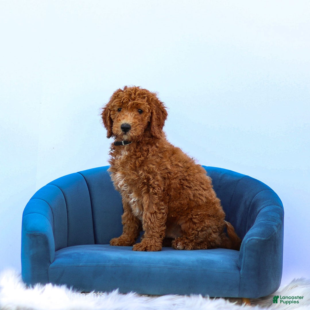 Standard Poodle dogs for sale: Ronnie - Image 7