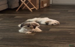 Shih Tzu dogs for sale: Luna - Image 11