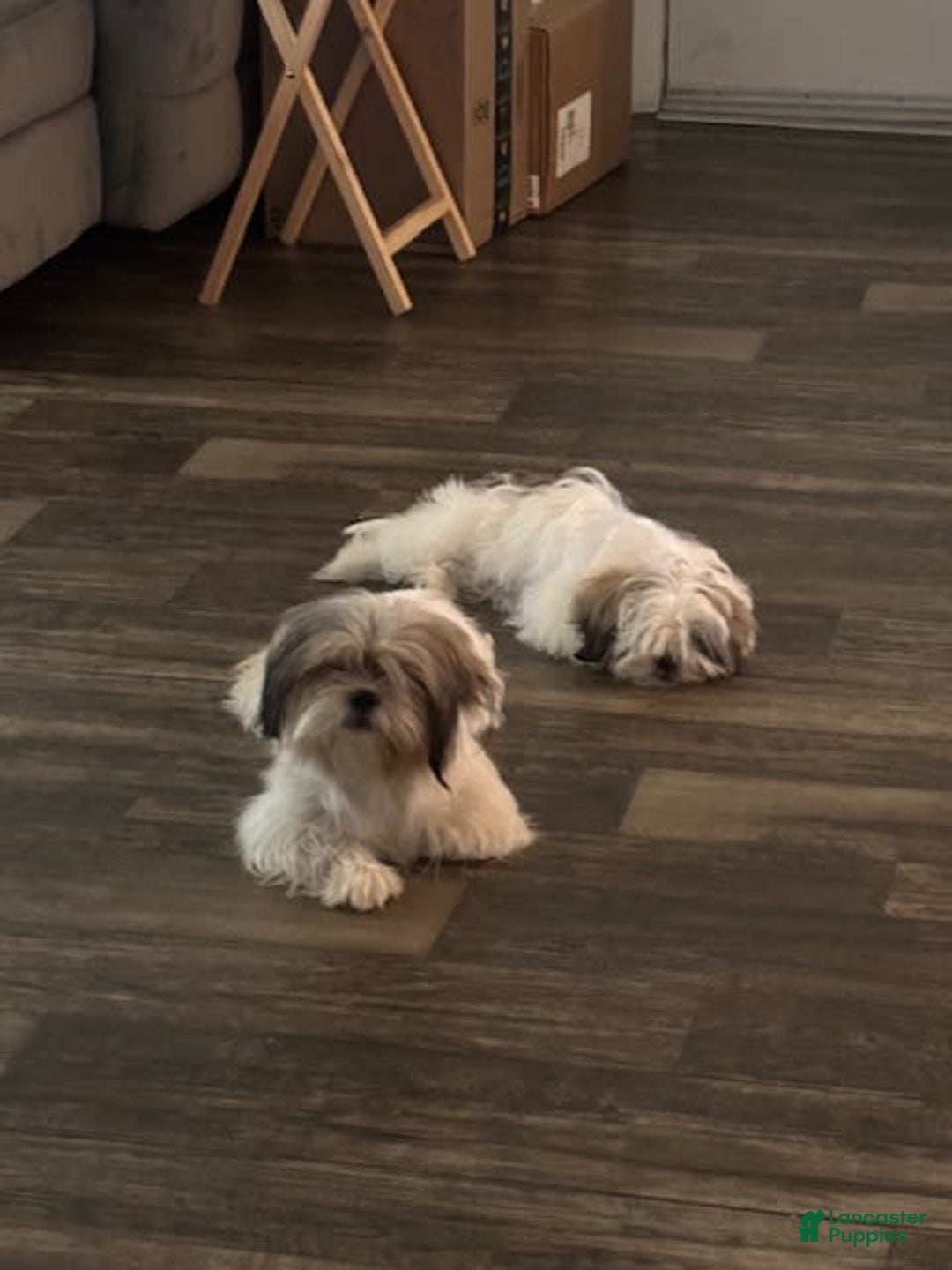 Shih Tzu dogs for sale: Luna - Image 11