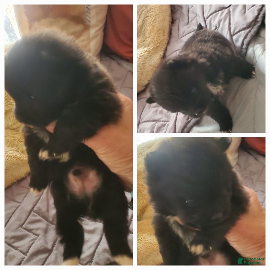 Pomeranian dogs for sale: Sam - Image 8