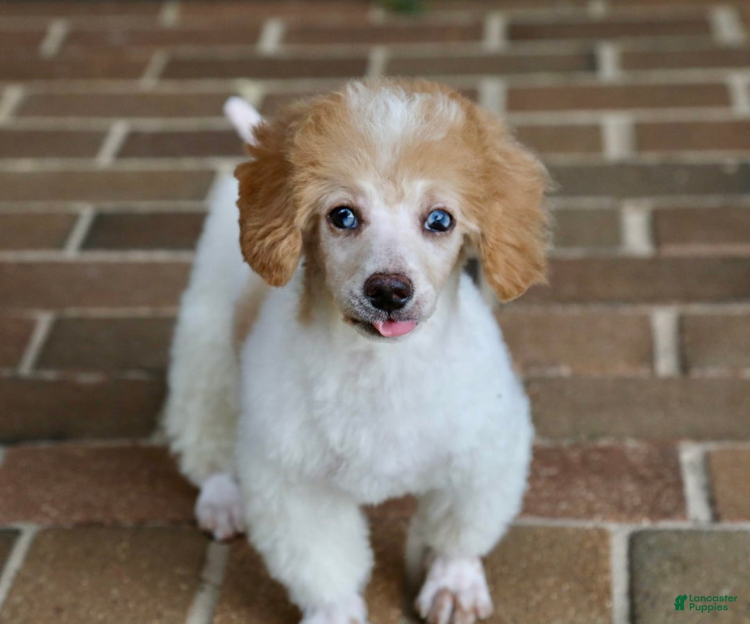 Miniature Poodle dogs for sale: Peanut - Image 9