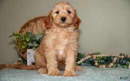 Mini Goldendoodle dogs for sale: Saria - Image 4