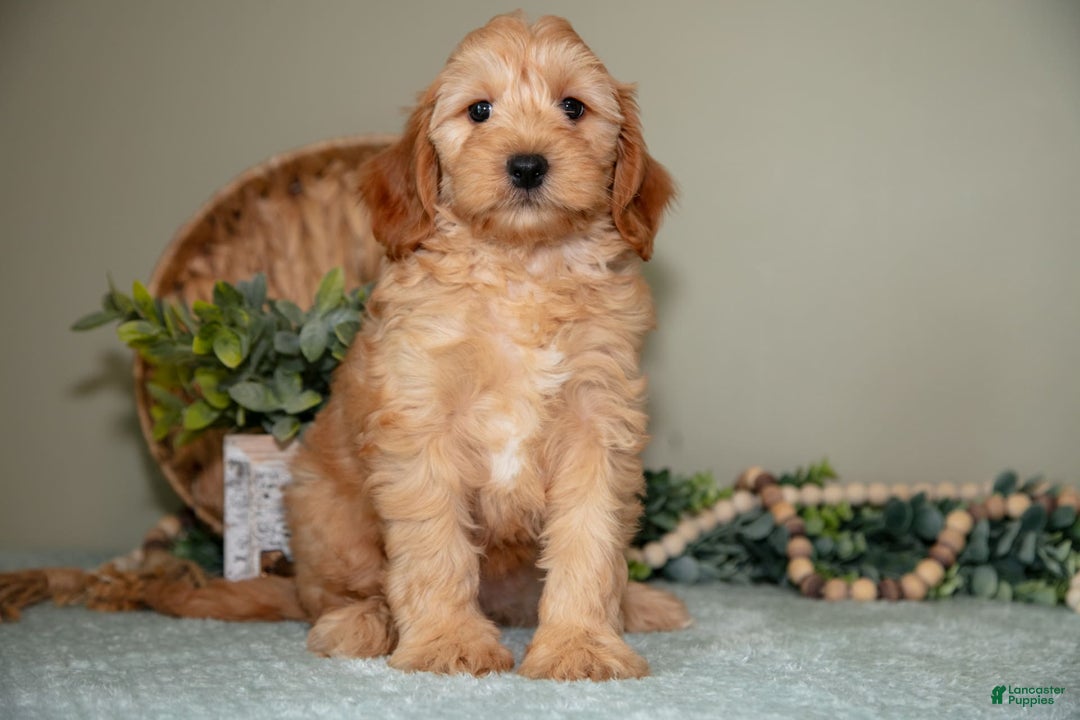 Mini Goldendoodle dogs for sale: Saria - Image 4