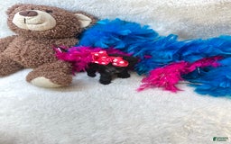 Morkie dogs for sale: Penelope - Image 4