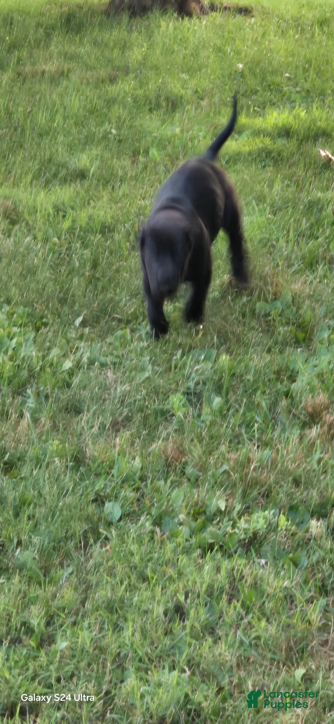 Great Dane dogs for sale: Sky - Image 28