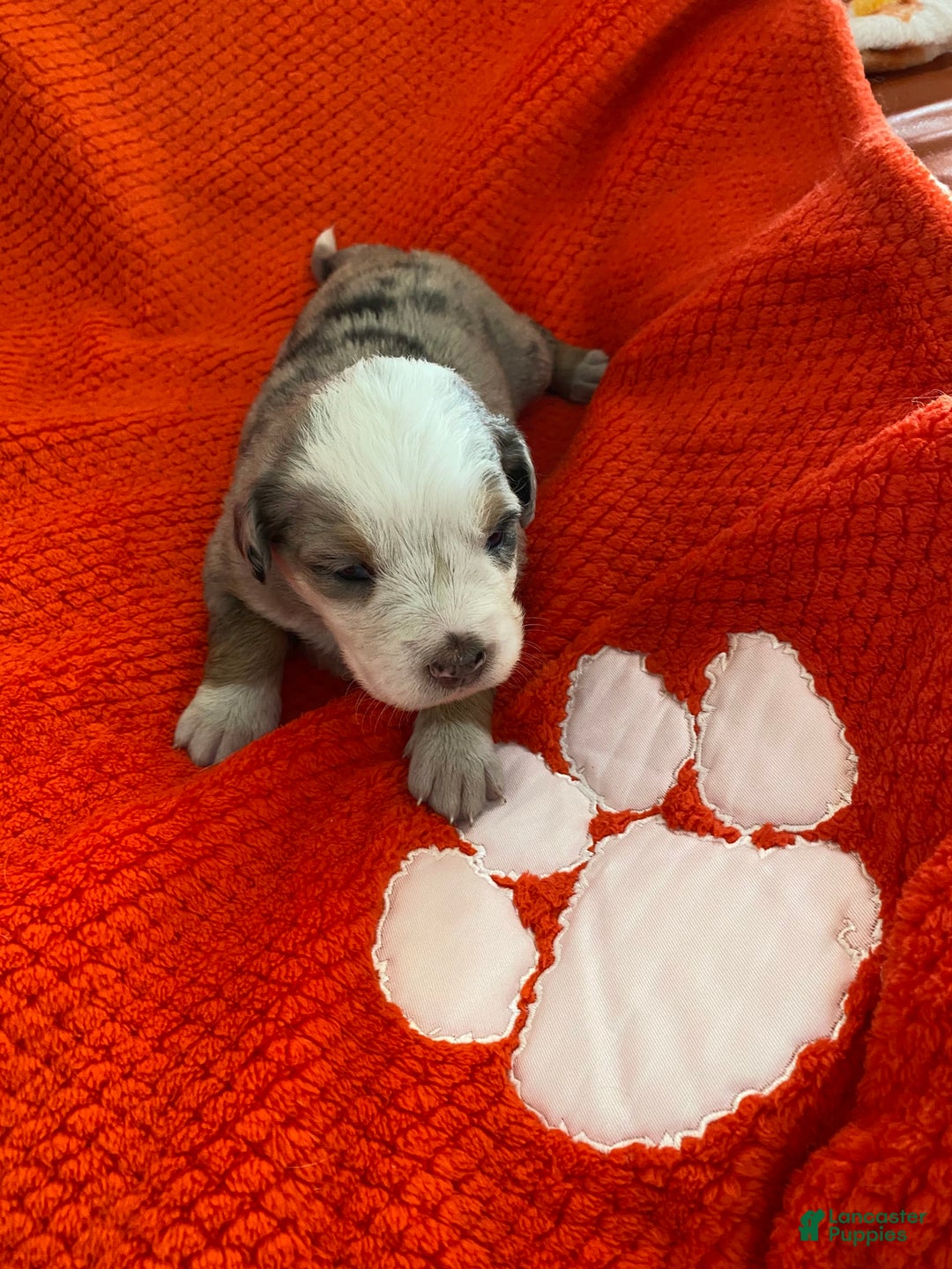 Australian Shepherd dogs for sale: Pearl Hart - Image 6