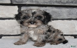 Cavapoo dogs for sale: Cavapoo 5 puppies - Image 21