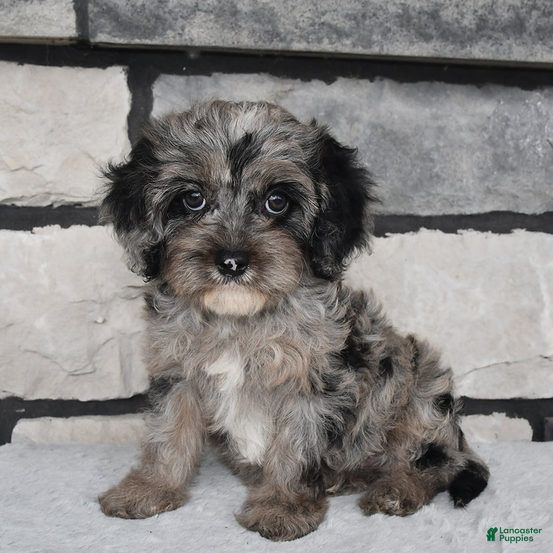 Cavapoo dogs for sale: Cavapoo 5 puppies - Image 21