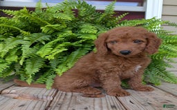 Mini Goldendoodle dogs for sale: Mini -coner - Image 55