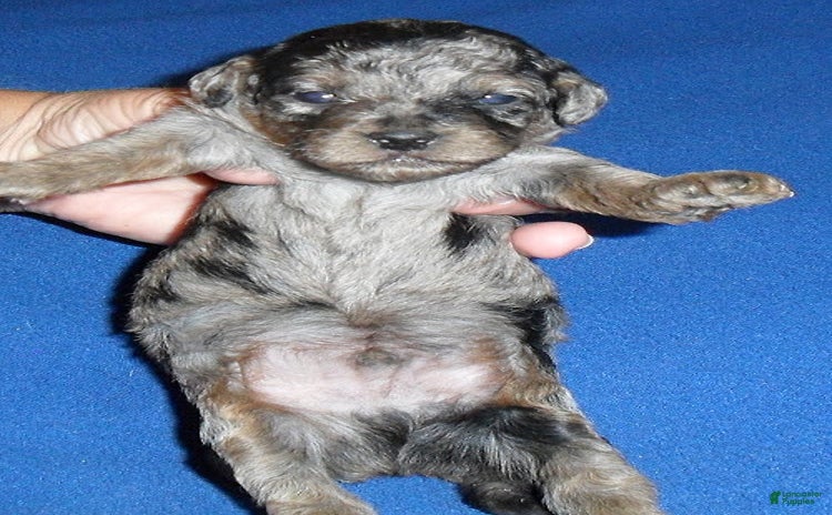 Yorkiepoo dogs for sale - Ad 4