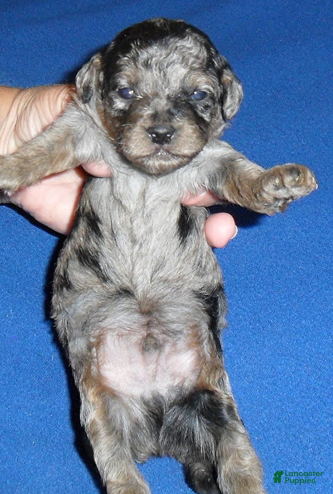 Yorkiepoo dogs for sale: Patches - Image 1