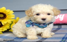 Maltipoo dogs for sale: Max - Image 7