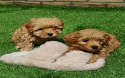 Maltipoo dogs for sale: Adriana - Image 1