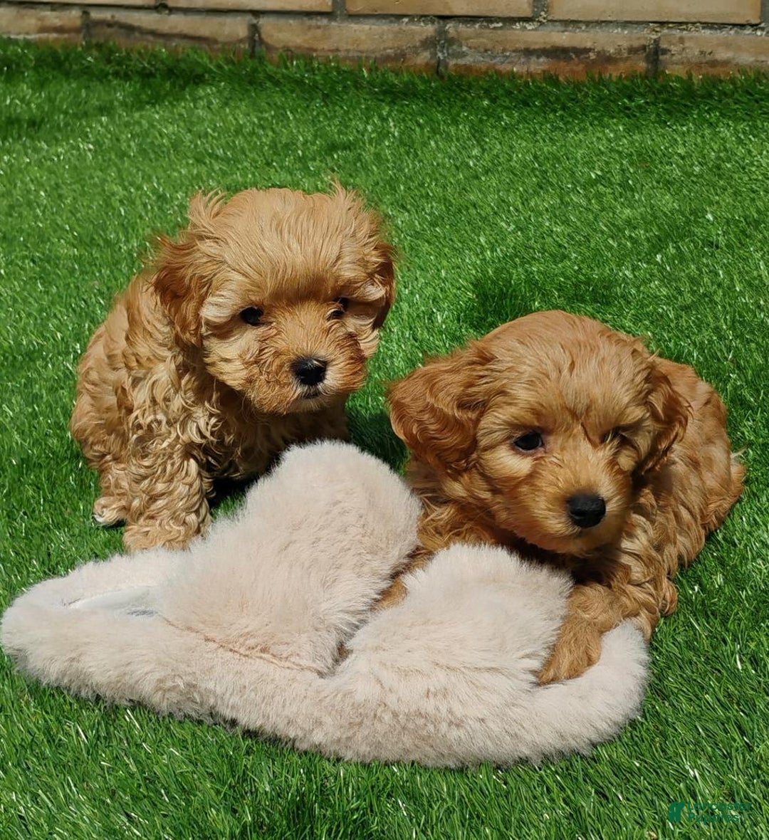 Maltipoo dogs for sale: Adriana - Image 1