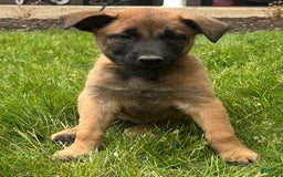 Belgian Malinois dogs for sale: Dakota - Image 5